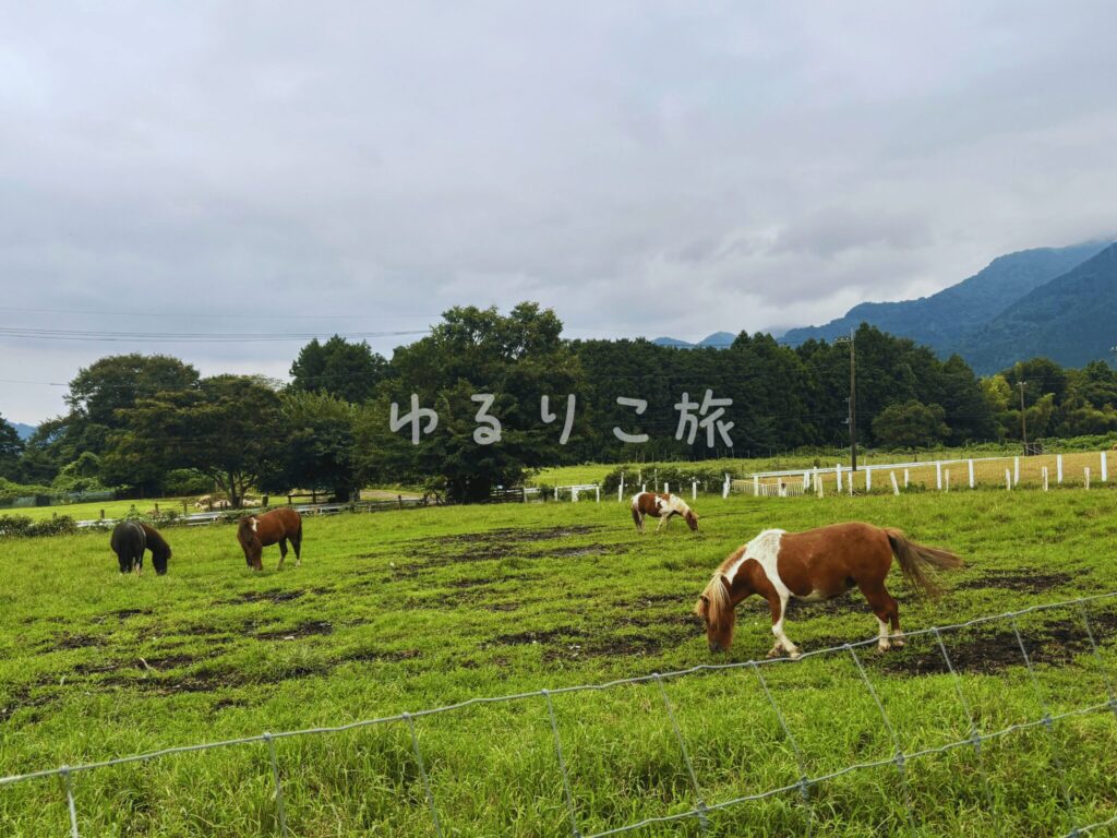 服部牧場の草地で過ごすポニー