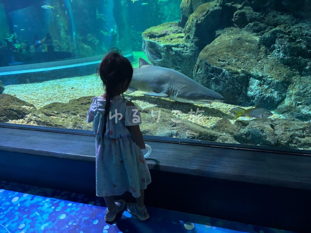 SEA LIFE Bangkok Ocean Worldの水槽内のサメを見る4歳の娘